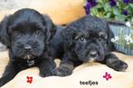 Medium kruising tibetaanse terrier x labradoodle pups., Dieren en Toebehoren, Nederland, Overige rassen, 8 tot 15 weken, CDV (hondenziekte)