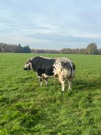 streeprug dikbilstieren te huur, Dieren en Toebehoren, Meerdere dieren
