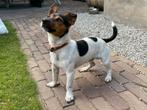 Ervaren Jack Russel dekreu, Dieren en Toebehoren, Honden | Dekreuen, Rabiës (hondsdolheid), Reu, 1 tot 2 jaar, Eén hond
