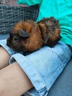 Borstel (dek)beer, Dieren en Toebehoren, Cavia, Mannelijk, Tam, Oktober