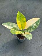 Philodendron green congo variegata, Ophalen of Verzenden, Halfschaduw, Minder dan 100 cm