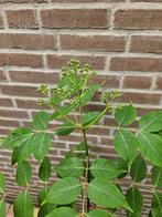 Tetradium daniellii – Bijenboom, Ophalen, Zomer, Volle zon, Overige soorten