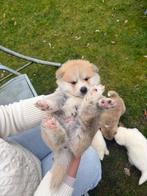 Akita Inu Pups, België, Particulier, Overige rassen, 8 tot 15 weken