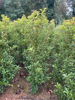 Portugese laurier, Prunus brenelia NIEUW ZIEKTEVRIJ SOORT!, Ophalen