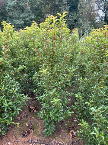 Portugese laurier, Prunus brenelia NIEUW ZIEKTEVRIJ SOORT! beschikbaar voor biedingen