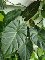 alocasia regal shield plantje, Ophalen of Verzenden, Zomer, Volle zon