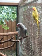 2 koppels halsbanden, Dieren en Toebehoren, Meerdere dieren, Parkiet, Geringd