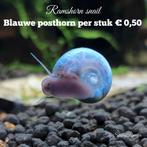 Garnalen kreeften slakken, Dieren en Toebehoren, Vissen | Aquariumvissen, Vis
