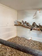 Zebravinken, Dieren en Toebehoren, Vogels | Overige Vogels, Meerdere dieren