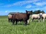 Mooie ontwikkelde texelaar dekrammen, Dieren en Toebehoren, Schapen, Geiten en Varkens, Mannelijk, Schaap