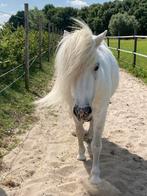 Shetlanders coachpony’s merrie ruin, Dieren en Toebehoren, Pony's, Merrie, Niet van toepassing, Met stamboom, 7 tot 10 jaar
