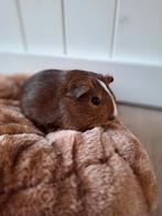 Cavia beertje 4 weken camel/voskleurig- agouti, Dieren en Toebehoren, Knaagdieren, Cavia, Mannelijk, Juli, Tam