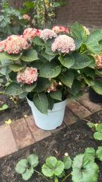 Hortensia planten, Tuin en Terras, Planten | Tuinplanten, Ophalen of Verzenden, Overige soorten, Halfschaduw