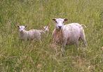 Ooi met lammeren, Dieren en Toebehoren, Schapen, Geiten en Varkens, Vrouwelijk