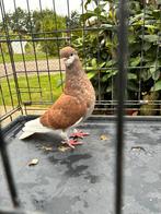 Amsterdamse baardtuimelaar, Dieren en Toebehoren, Vogels | Duiven, Vrouwelijk, Tuimelaar of Roller