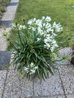 2 grote witte Agapantussen, Tuin en Terras, Planten | Tuinplanten, Ophalen of Verzenden, Overige soorten, Volle zon