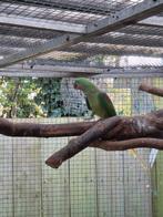 Pop grote alexander parkiet, Dieren en Toebehoren, Vogels | Parkieten en Papegaaien, Vrouwelijk, Parkiet, Geringd
