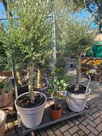 Olijfbomen diverse maten VANAF 90 gratis bezorgd in/om H'sum, Ophalen of Verzenden, Volle zon, Olijfboom, 100 tot 250 cm