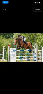 Leermeester merrie!, Dieren en Toebehoren, Paarden, Merrie, Springpaard, Z, Gechipt