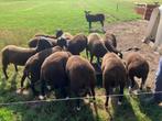 Te koop zwartbles rammen., Dieren en Toebehoren, Schapen, Geiten en Varkens, Meerdere dieren, Schaap