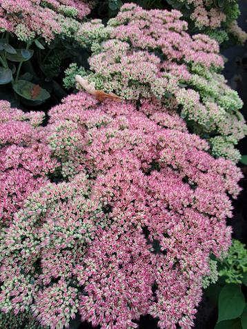 Sedum beschikbaar voor biedingen