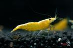 🦐 Gele garnalen (Neocaridina), Dieren en Toebehoren, Kreeft, Krab of Garnaal, Zoetwatervis, Schoolvis