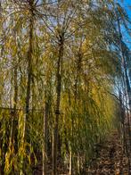 Zware treurwilgen met kluit. Salix sep. chrysocoma., Tuin en Terras, Planten | Bomen, Bloeit niet, Ophalen of Verzenden, 400 cm of meer
