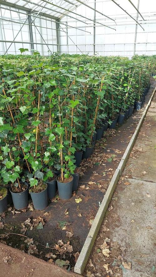 Hedera grote partij 600 stuks hoog 100cm laatste bak ziefoto, Tuin en Terras, Planten | Tuinplanten, Vaste plant, Klimplanten