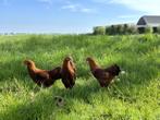 Jonge tamme New Hampshire kriel kippen hennen gesekst, Dieren en Toebehoren, Pluimvee, Vrouwelijk, Kip