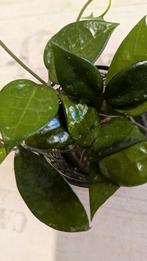 Hoya verticillata black margine stekken set, Huis en Inrichting, Kamerplanten, Ophalen of Verzenden, Halfschaduw, Minder dan 100 cm