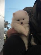 Pomeriaan pups pomeriaan, Particulier, Keeshond, 15 weken tot 1 jaar, Reu