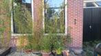 Bamboeplanten in verschillende maten en soorten, Tuin en Terras, Planten | Tuinplanten, Ophalen, Volle zon, Vaste plant, Siergrassen