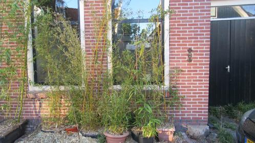 Bamboeplanten in verschillende maten en soorten, Tuin en Terras, Planten | Tuinplanten, Vaste plant, Siergrassen, Volle zon, Bloeit niet