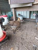 Brahma, Dieren en Toebehoren, Pluimvee, Meerdere dieren, Kip