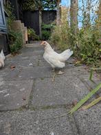 3 seramas hennen, Dieren en Toebehoren, Pluimvee