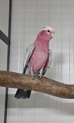 1-0 Rose kaketoe, Dieren en Toebehoren, Vogels | Parkieten en Papegaaien, Mannelijk, Papegaai, Geringd