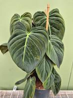 Philodendron Melanochrysum p17 3 planten per pot xxl, Huis en Inrichting, Kamerplanten, Ophalen of Verzenden, Halfschaduw, Minder dan 100 cm