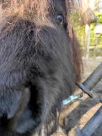GEZOCHT: verzorger voor 2 shetlanders 19 t/m 21 september, Dieren en Toebehoren, Paarden en Pony's | Overige Paardenspullen, Ophalen