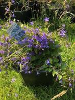 Klokjesbloem / Campanula tuinplant, staat in de kuip . ik he, Ophalen, Bodembedekkers, Volle zon, Vaste plant