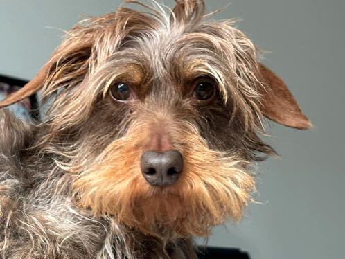 Warm thuis gezocht voor ruwharig mini tecketje l Coco, Dieren en Toebehoren, Honden | Teckels en Dashonden, Teef, Ruwhaar, Kaninchen