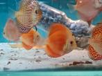 Red Melon Discus, Dieren en Toebehoren, Vis, Zoetwatervis