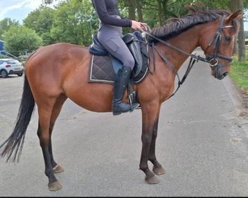 Superbrave 7 jr recreatie/manege ruin 1,62 m beschikbaar voor biedingen