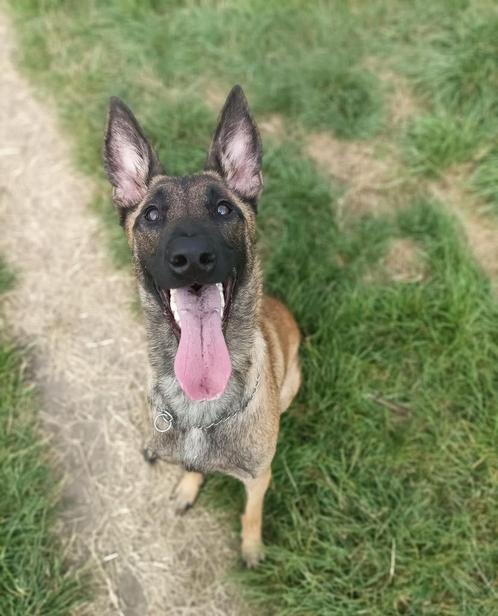 SPOED! Mechelse Herder teef, Dieren en Toebehoren, Honden | Herdershonden en Veedrijvers, Teef, Herder, Particulier, Eén hond