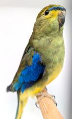 Koppel Splendids en Blauwvleugel man samen 50€, Dieren en Toebehoren, Vogels | Parkieten en Papegaaien, Meerdere dieren, Parkiet
