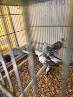 Bonte diamant duiven, Meerdere dieren, Overige soorten