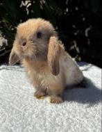 Lieve jonge baby konijntjes, Meerdere dieren, Dwerg