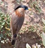 Pagodespreeuw, Dieren en Toebehoren, Vogels | Overige Vogels, Vrouwelijk