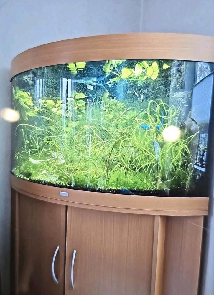 Hoek Aquarium juwel, Dieren en Toebehoren, Vissen | Aquaria en Toebehoren, Leeg aquarium, Ophalen