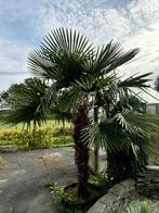 Twee palmbomen, Tuin en Terras, Planten | Bomen, Overige soorten, 100 tot 250 cm, Zomer, Ophalen