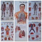 5 posters / wandplaten anatomisch menselijk lichaam, A1 t/m A3, Zo goed als nieuw, Rechthoekig Staand, Verzenden